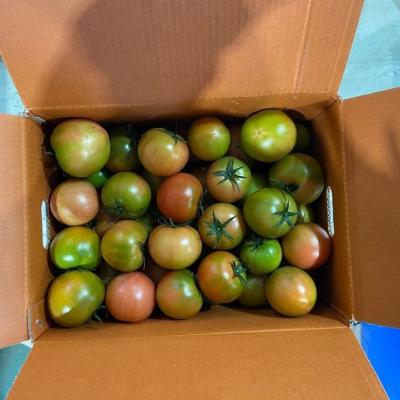 대저짭짤이토마토 대저 토마토 완숙찰토마토 5.0kg 산지직송-당일배송 완숙찰, 1박스, 대저토마토 5.0kg 랜덤과