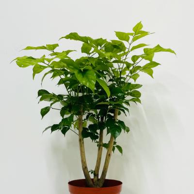 실내공기정화식물 앙플랜트 녹보수 실내공기정화식물 중품 40cm, 1개