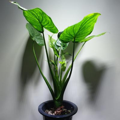 알로카시아 [나인에잇틴]하트알로카시아 대품 공기정화식물